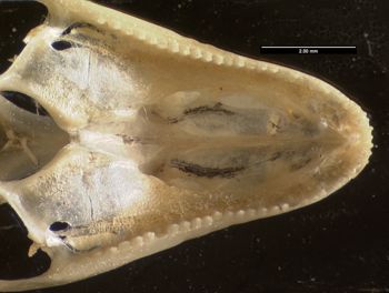 Media type: image;   Herpetology R-102089